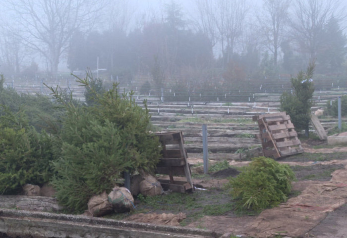"Ukrasite dom i sačuvajte životnu sredinu": Jelke s busenom se lako održavaju, cene od 1.600 do 5.400 dinara