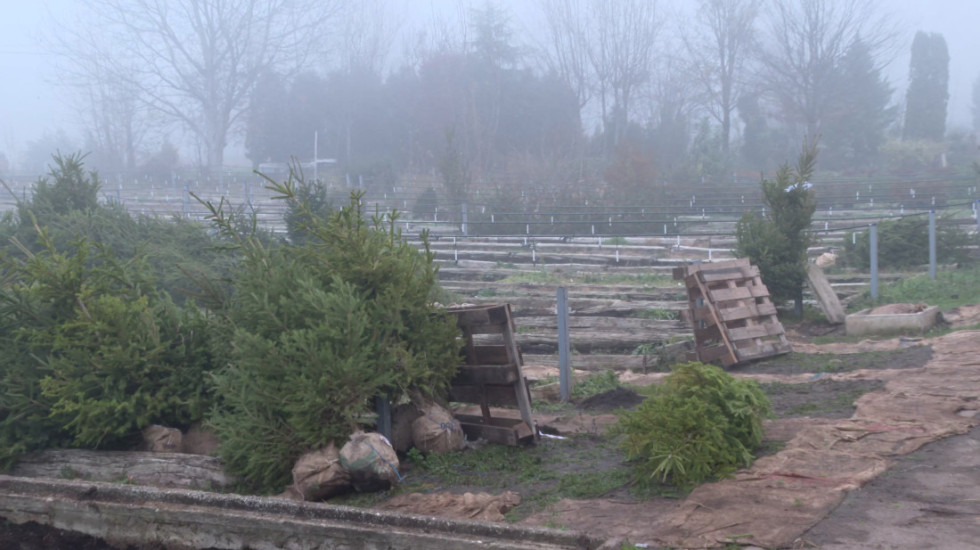 "Ukrasite dom i sačuvajte životnu sredinu": Jelke s busenom se lako održavaju, cene od 1.600 do 5.400 dinara