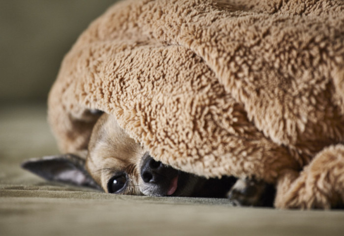 Neočekivani zvuci u kući koji stvaraju psima najveći stres, a vlasnici ih često zanemaruju
