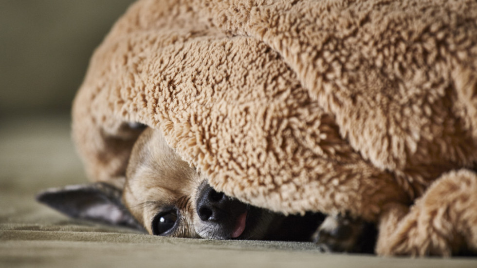 Neočekivani zvuci u kući koji stvaraju psima najveći stres, a vlasnici ih često zanemaruju