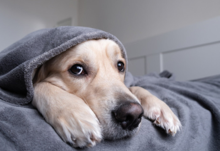 Kako pomoći ljubimcima da se smire tokom sezone vatrometa