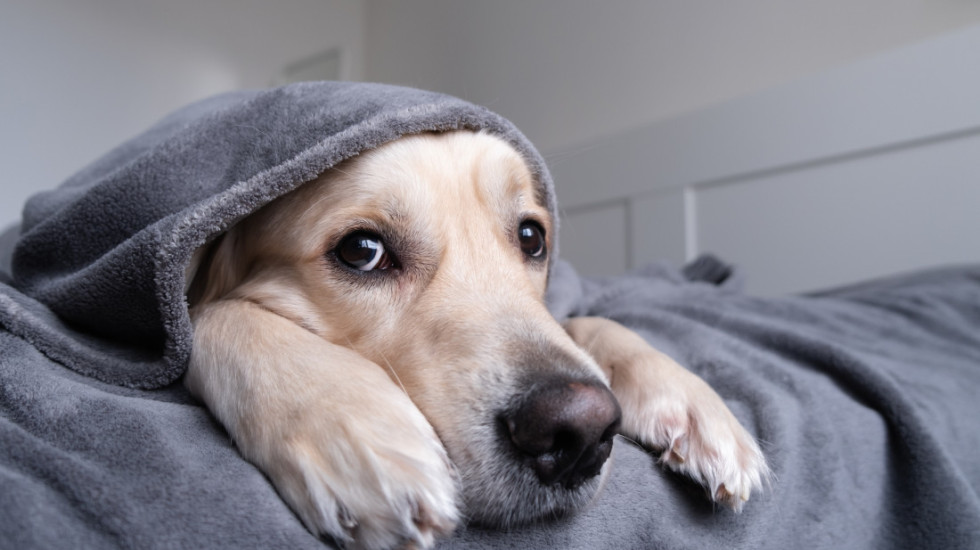Kako pomoći ljubimcima da se smire tokom sezone vatrometa