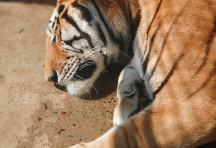 Direktorka Zoo vrta "Palić" negirala navode o zlostavljanju životinja: Imaju kvalitetnu hranu i negu