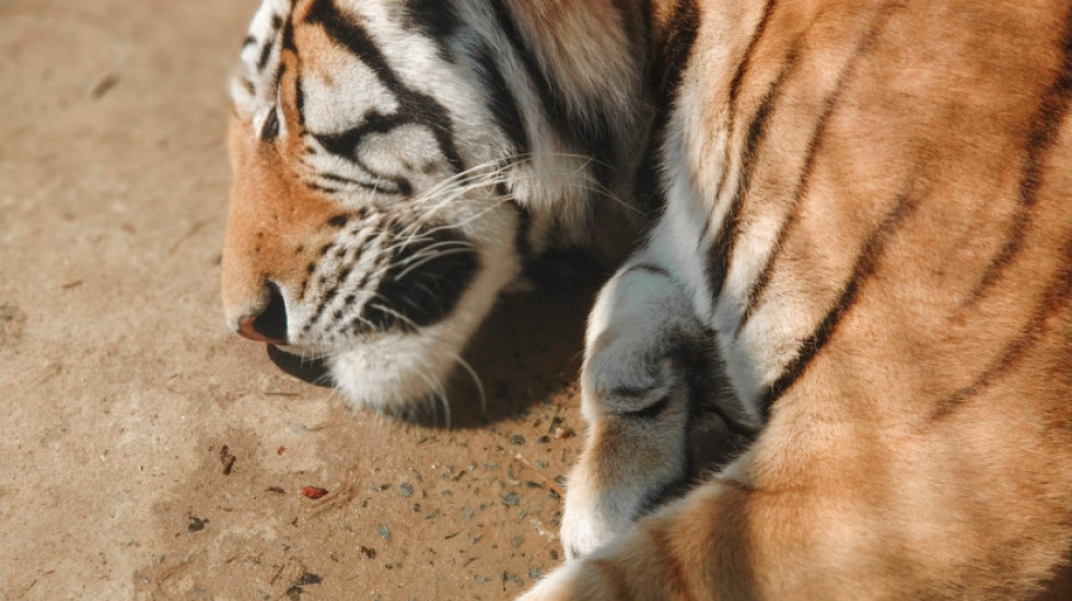 Direktorka Zoo vrta "Palić" negirala navode o zlostavljanju životinja: Imaju kvalitetnu hranu i negu