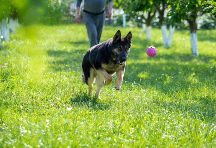 Zbog čega psi uzimaju nasumične predmete i donose ih vlasniku