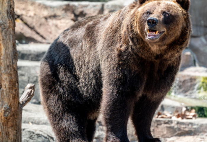 U Beo zoo-vrt stigle tri sestre mrke medvedice: Traže se kumovi da im daju imena