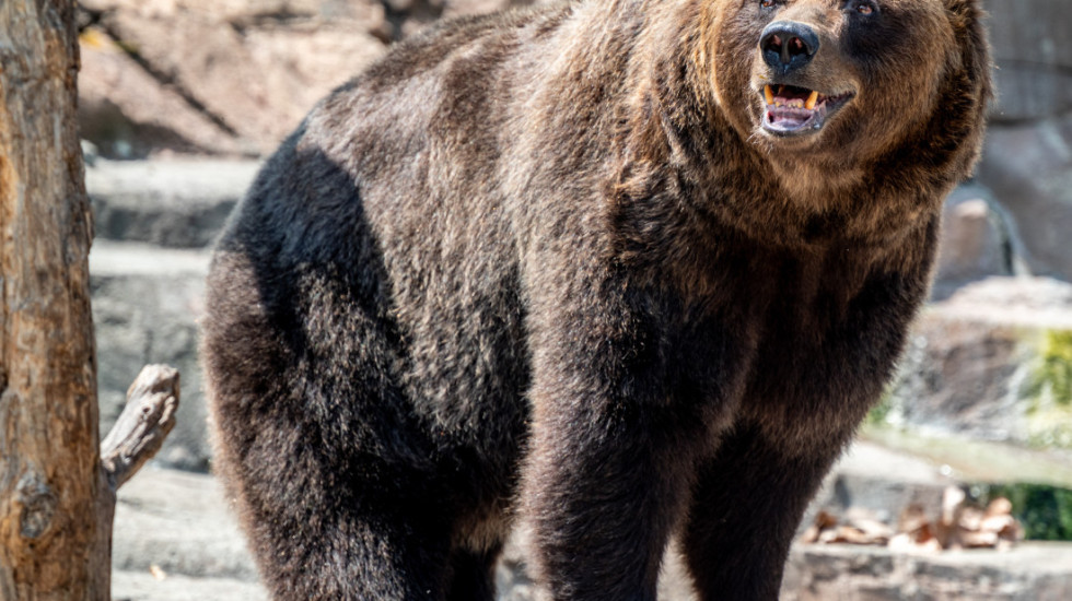 U Beo zoo-vrt stigle tri sestre mrke medvedice: Traže se kumovi da im daju imena