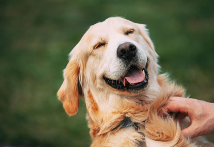 Ponašanja na koja vlasnici treba da obrate pažnju kako bi pas bio srećniji