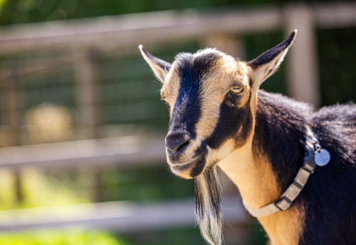 Policija u Engleskoj koristila štitove za razbijanje demonstracija da bi spasila odbeglu kozu