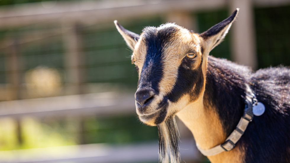 Policija u Engleskoj koristila štitove za razbijanje demonstracija da bi spasila odbeglu kozu