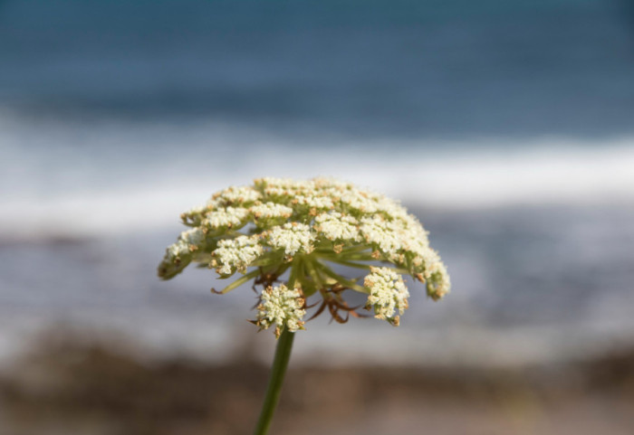 Britanska Obalska straža izdala upozorenje zbog otrovnih biljaka na plaži: "Mala količina može da bude smrtonosna"