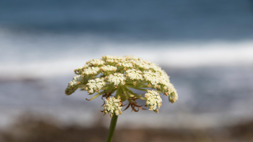 Britanska Obalska straža izdala upozorenje zbog otrovnih biljaka na plaži: "Mala količina može da bude smrtonosna"