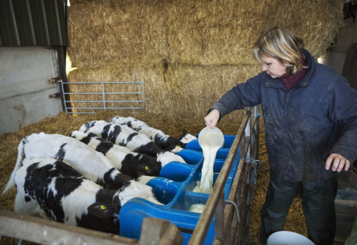 Tržište mleka u Srbiji pod pritiskom: Proizvođači ističu da je situacija neodrživa, stručnjači traže sistemska rešenja