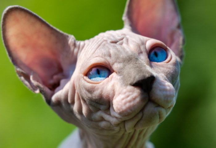 Od 1. januara će u Holandiji biti zabranjeno držanje mačaka bez dlaka