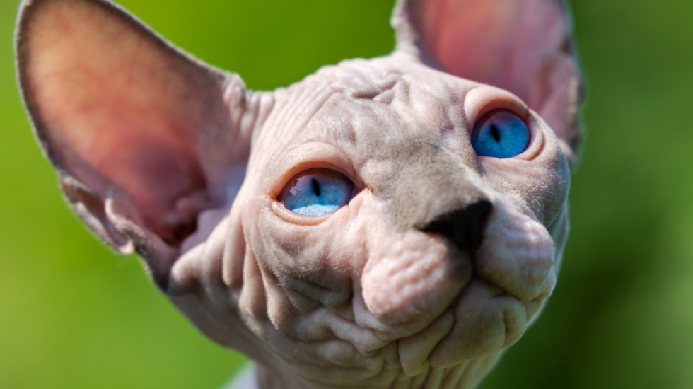 Od 1. januara će u Holandiji biti zabranjeno držanje mačaka bez dlaka