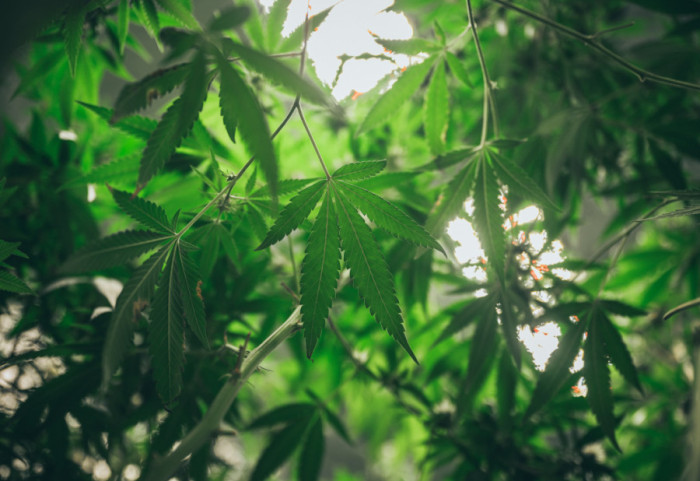 Bosna i Hercegovina legalizovala kanabis u medicinske svrhe