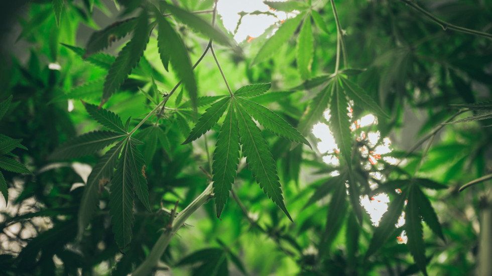 Bosna i Hercegovina legalizovala kanabis u medicinske svrhe