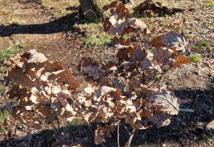 Srbijašume apeluju da ne uništavamo mlade hrastove: "Ko želi badnjak, neka se javi u šumsku upravu"