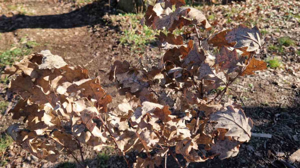 Srbijašume apeluju da ne uništavamo mlade hrastove: "Ko želi badnjak, neka se javi u šumsku upravu"