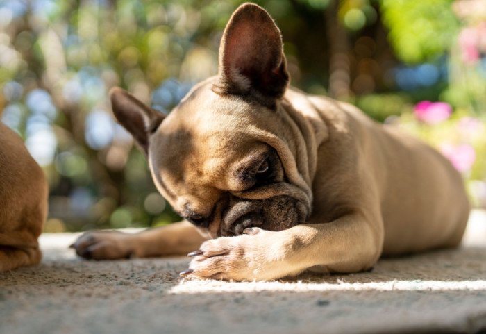 Zašto pas stalno liže šape i kada to nije bezazleno