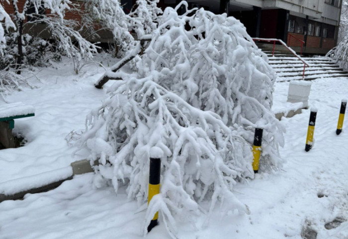Preminula žena na koju je palo stablo bora u Sarajevu