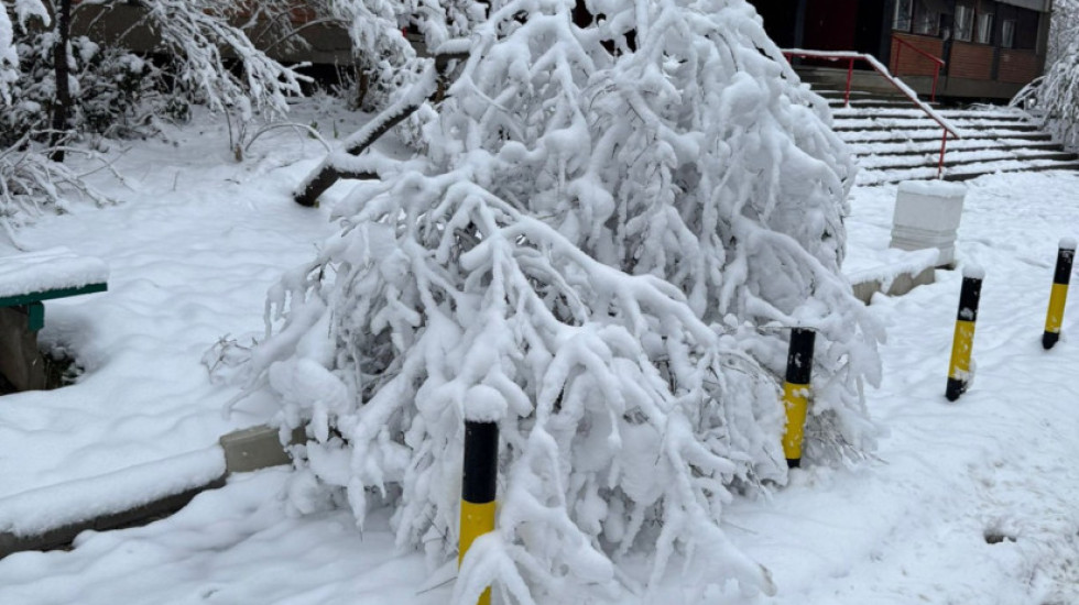 Preminula žena na koju je palo stablo bora u Sarajevu