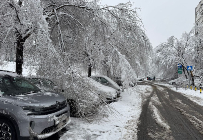 Šta učiniti ako pad stabla izazove štetu: JKP "Zelenilo" interevenisalo na 58 lokacija širom Beograda