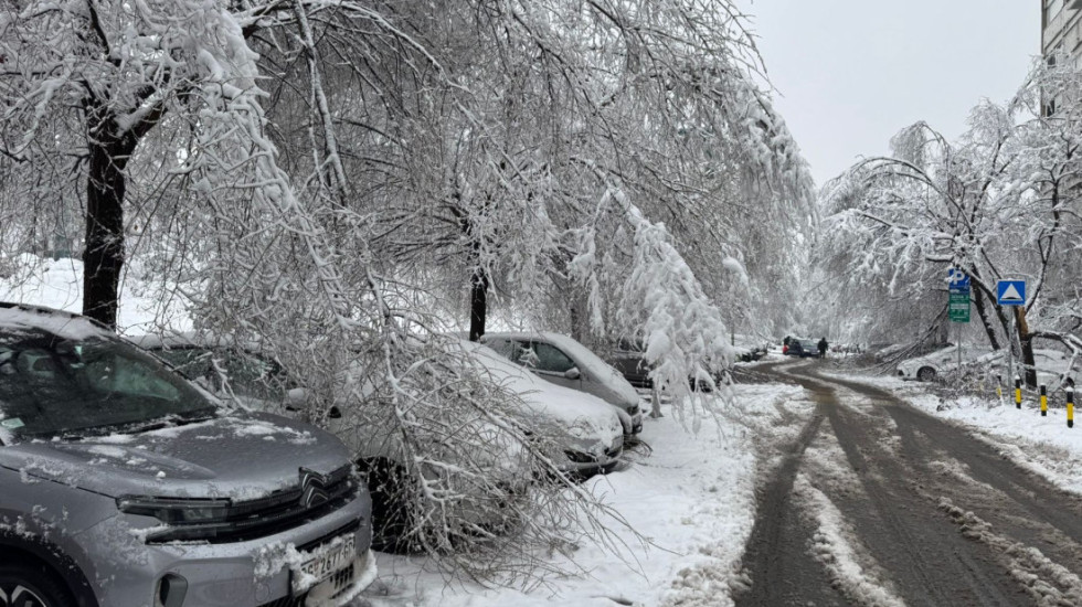 Šta treba da učinite ako vam drvo padne na automobil: Procedura za prijavu štete i nadoknadu troškova popravke