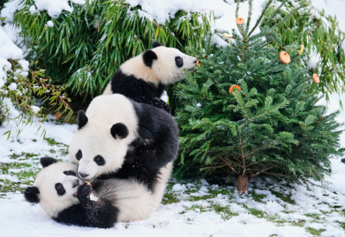 Neprodate jelke postaju hrana i zabava za životinje u zoološkom vrtu u Berlinu