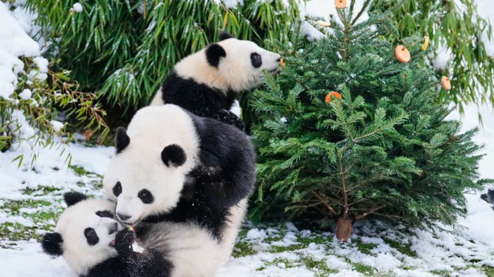 Neprodate jelke postaju hrana i zabava za životinje u zoološkom vrtu u Berlinu