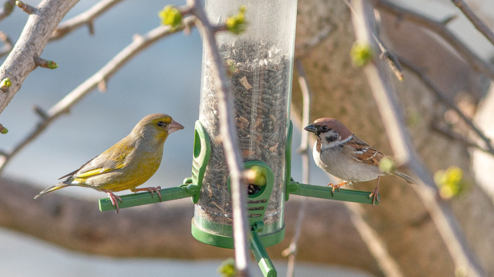 (FOTO) "Ptice moje hranilice": Društvo za zaštitu ptica poziva na akciju zimske prihrane divljih vrsta