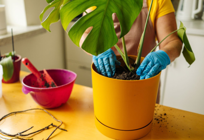 Najčešće greške prilikom presađivanja sobnih biljaka