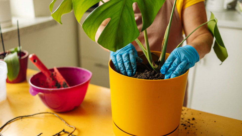 Najčešće greške prilikom presađivanja sobnih biljaka