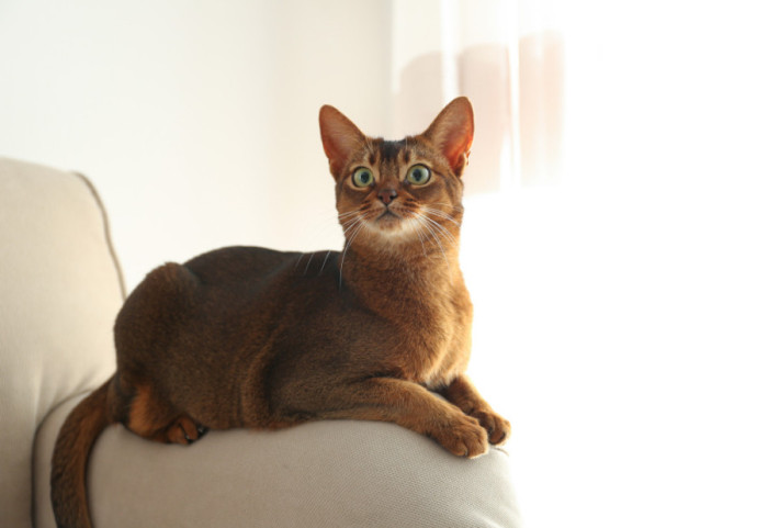 Proglašen najbolji mačak na svetu: Koje kriterijume je morao da ispuni