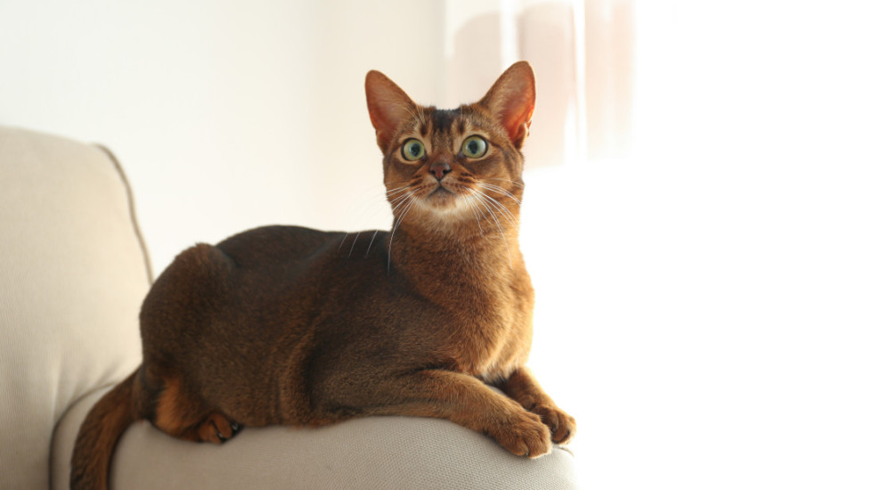 Proglašen najbolji mačak na svetu: Koje kriterijume je morao da ispuni