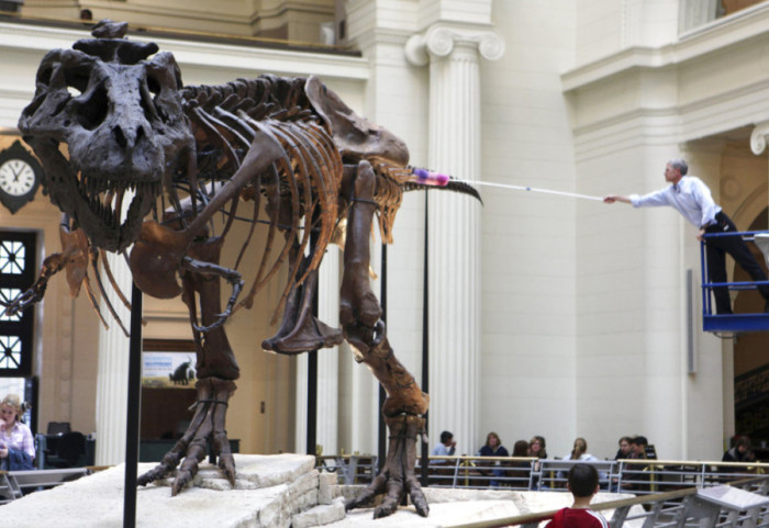 Ti-reks bio dugovečniji nego što se mislilo: Šta pokazuje novo istraživanje?