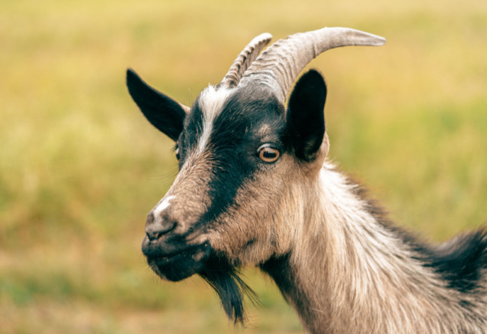 (FOTO) Koza pokušala da "provali" u dom za penzionere, policija intervenisala