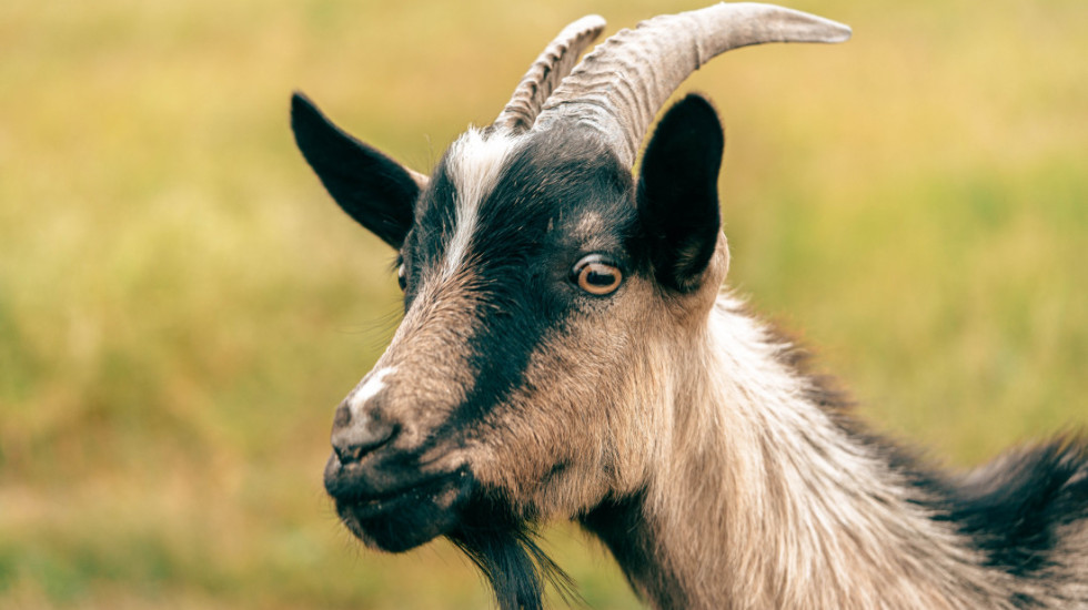 (FOTO) Koza pokušala da "provali" u dom za penzionere, policija intervenisala