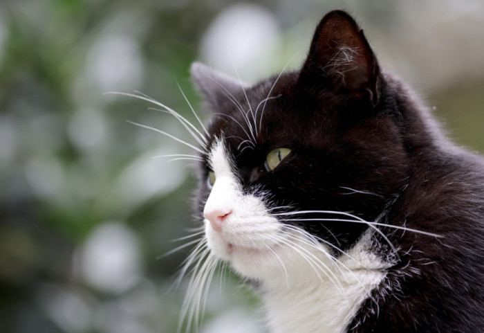 Od Španije do Francuske – kako je izgubljeni mačak prešao 250 kilometara da bi pronašao vlasnike