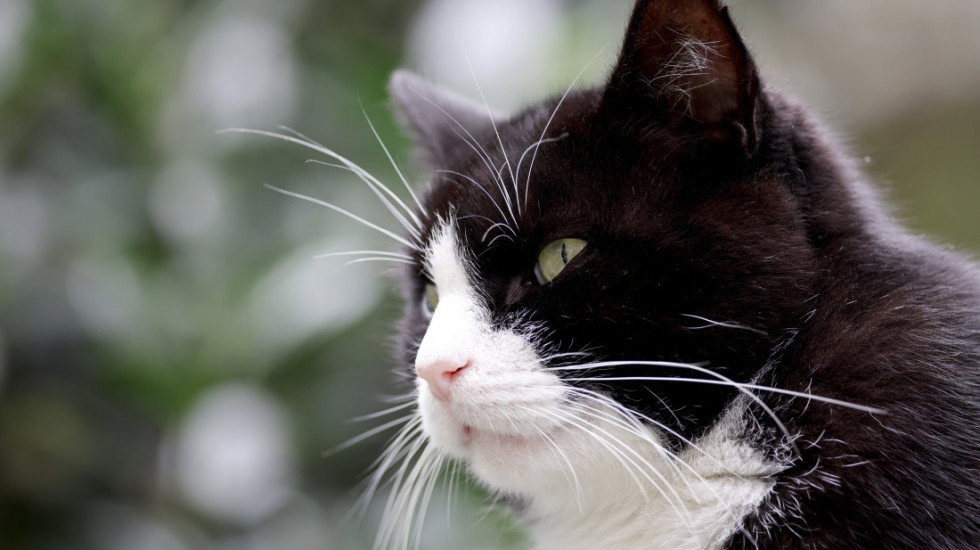 Od Španije do Francuske – kako je izgubljeni mačak prešao 250 kilometara da bi pronašao vlasnike