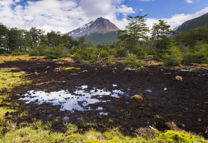 Rusija razvila biotehnologiju za čišćenje zemljišta zagađenog naftom, ključni element gliste