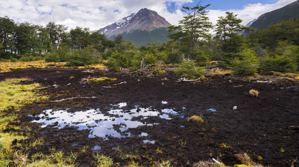 Rusija razvila biotehnologiju za čišćenje zemljišta zagađenog naftom, ključni element gliste