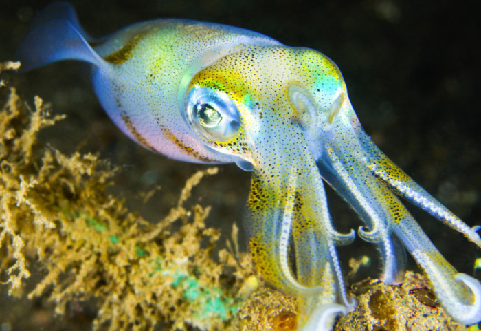 Mužjaci lignji pokazuju specifične šare kada se udvaraju ženkama, pokazalo istraživanje