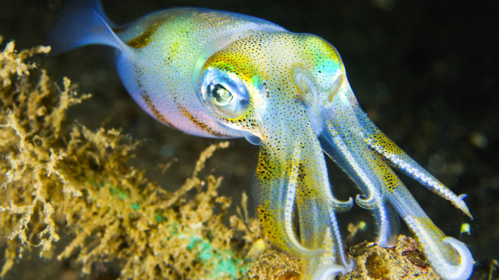 Mužjaci lignji pokazuju specifične šare kada se udvaraju ženkama, pokazalo istraživanje