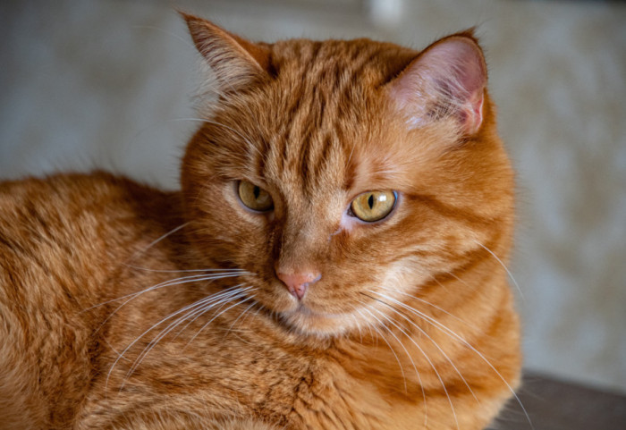 Meksička firma zaposlila mačka Mjaurisija kao "menadžera za emocionalnu podršku"