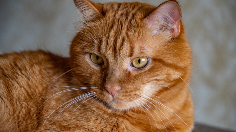 Meksička firma zaposlila mačka Mjaurisija kao "menadžera za emocionalnu podršku"