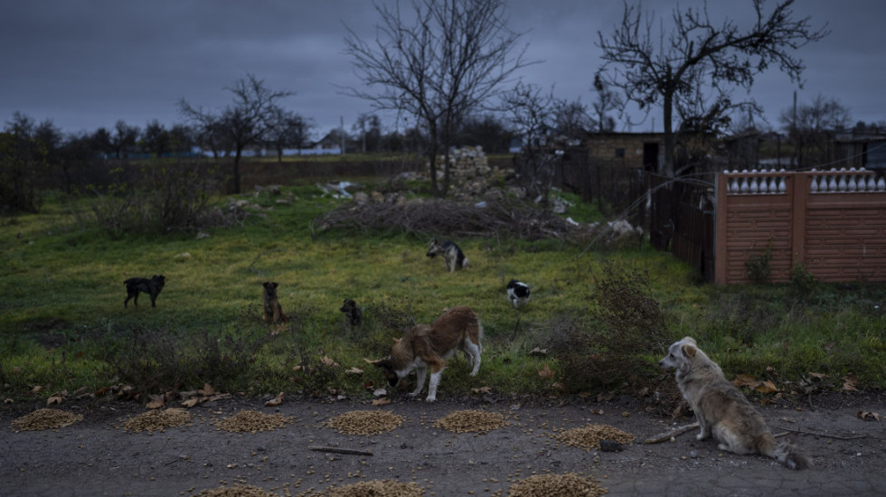 Rat u Ukrajini menja ponašanje pasa: Postaju sličniji divljim životinjama