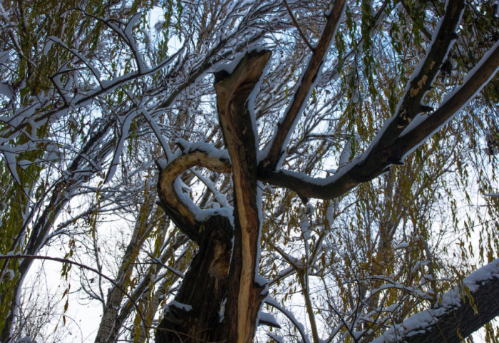 Prirodne tajne Pešteri: Drvo koje prkosi gromovima i izvor koji nestaje