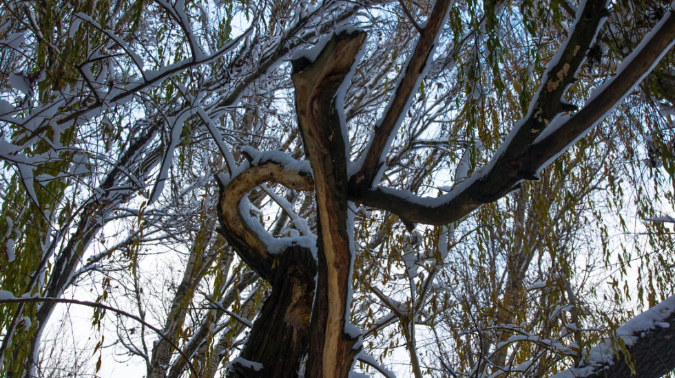 Prirodne tajne Pešteri: Drvo koje prkosi gromovima i izvor koji nestaje