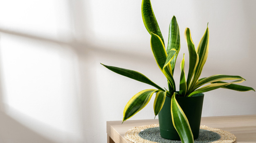 Sobna biljka koja čisti vazduh i poboljšava san